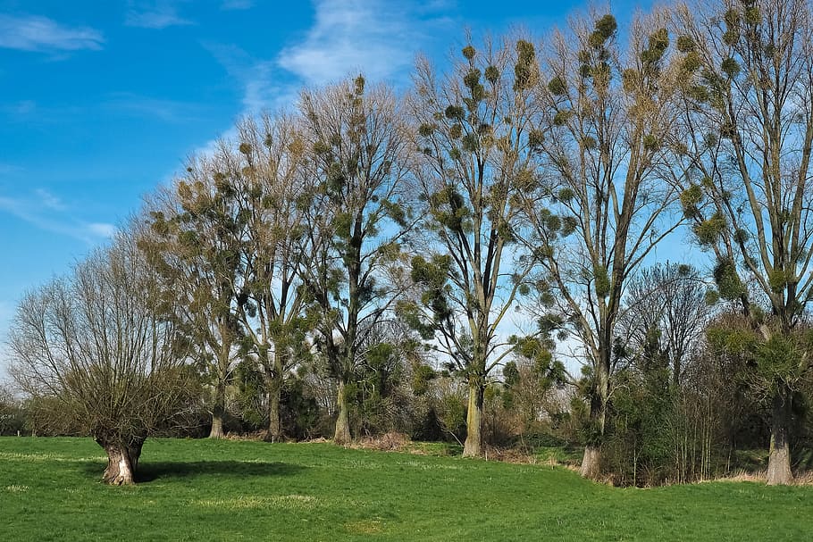 Landscape, Meadowlands, Trees, bare branches, blue, mood, sky HD wallpaper