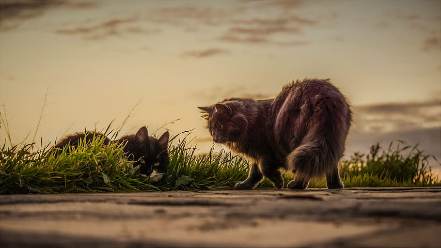 selective focus photography of two cats on green grass field HD wallpaper