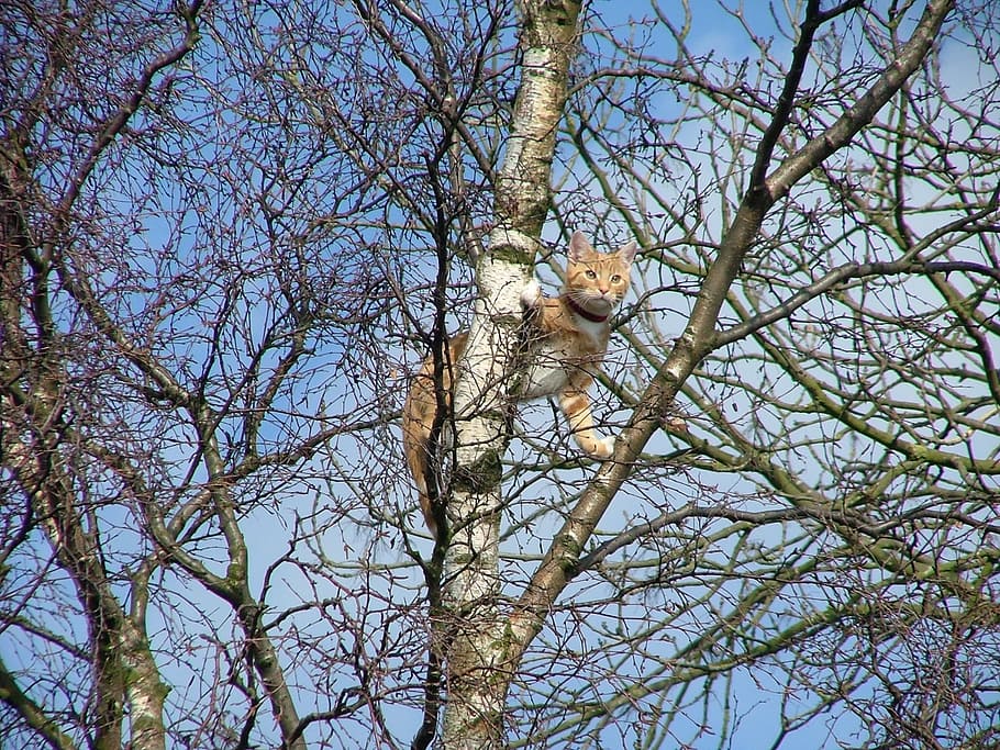 ginger, cat, stuck, tree, aldridge, west midlands, animal, one animal HD wallpaper