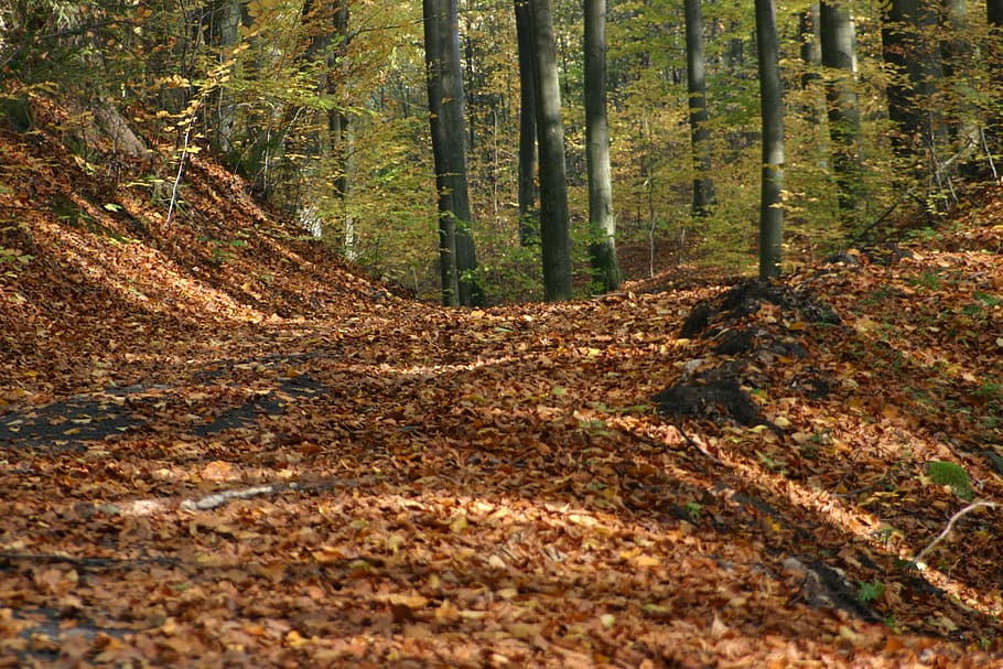 forest, foliage, tree, autumn, nature, park, october, way, bronze HD wallpaper