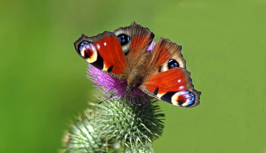 micro lens photography of peacock butterfly perching on flower, HD wallpaper