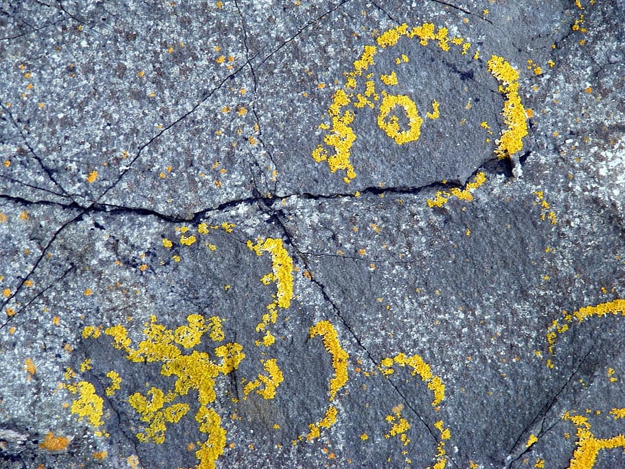 rock, lichen, algae, microscopic, fungus, surface, natural HD wallpaper
