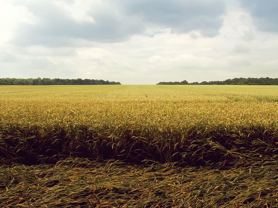 rice field during daytime, green, grass, sky, clouds, sun, fields HD wallpaper