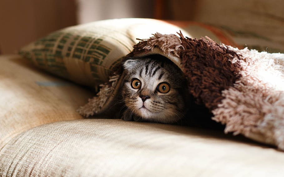 cat hiding under blanket on bed, pillow, case, animal, pet, comfortable