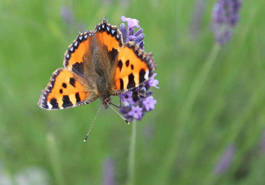 butterfly, nature, bug, insect, invertebrate, flower, beauty in nature HD wallpaper