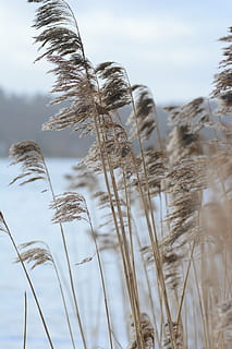 selective photography of brown grass, autumnalis, background HD wallpaper