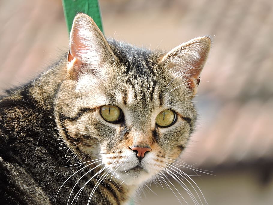 selective focus photography of brown tabby cat standing outdoor during daytime HD wallpaper