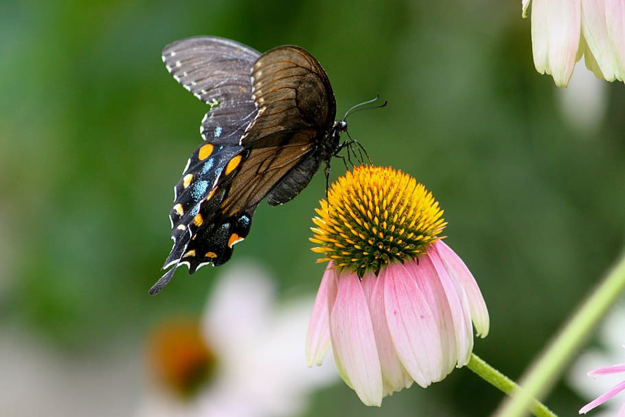 selective focus photography of spicebush swallowtail butterfly on white-and-pink petaled flower HD wallpaper
