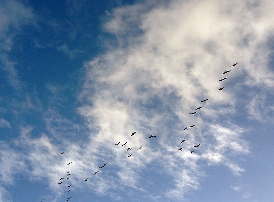 birds, canada geese, dash, sky, himmel, cloud, blue, flying HD wallpaper