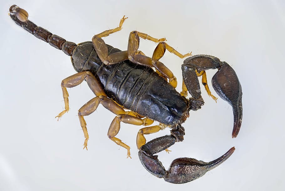 black scorpion on white surface, e flavicaudis, arthropod, arachnid