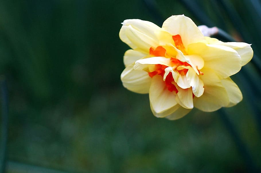 yellow and red petaled flower, Daffodil, Spring, Garden, Floral HD wallpaper
