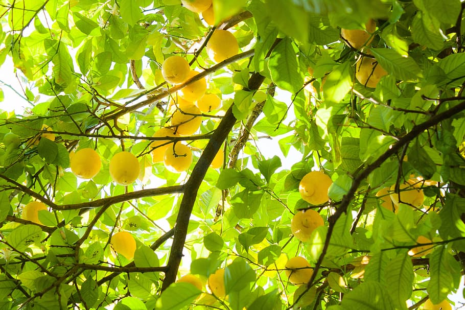 yellow fruits on tree branches, summer, lemons, citron, citrum, HD wallpaper