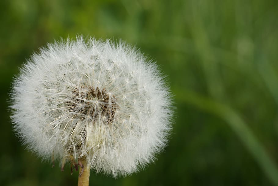 dandelion, white, nature, field, spring, plant, focus on foreground HD wallpaper