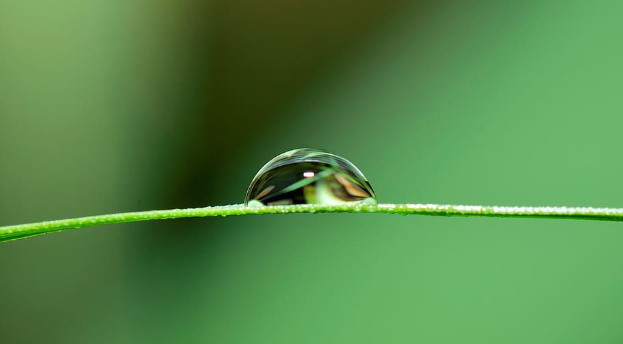 drop, water, grass, rain, nature, wet, fall, plant, raining HD wallpaper
