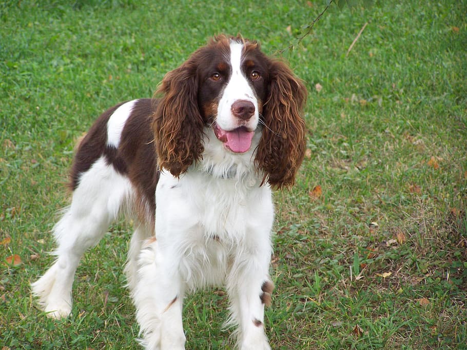 Springer, Dog, Spaniel, Canine, Pet, english, one animal, grass HD wallpaper