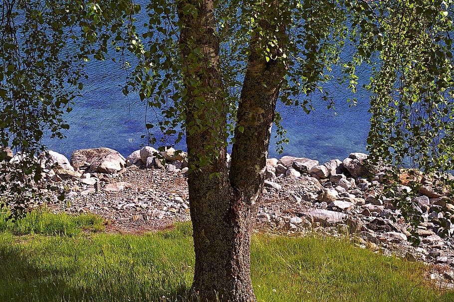 tree, deciduous tree, nature, landscape, summer, green, blue HD wallpaper