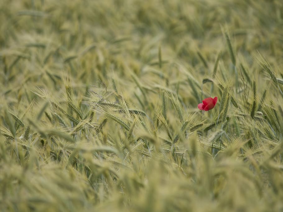 wheater, poppy, summer, plant, flower, selective focus, beauty in nature HD wallpaper