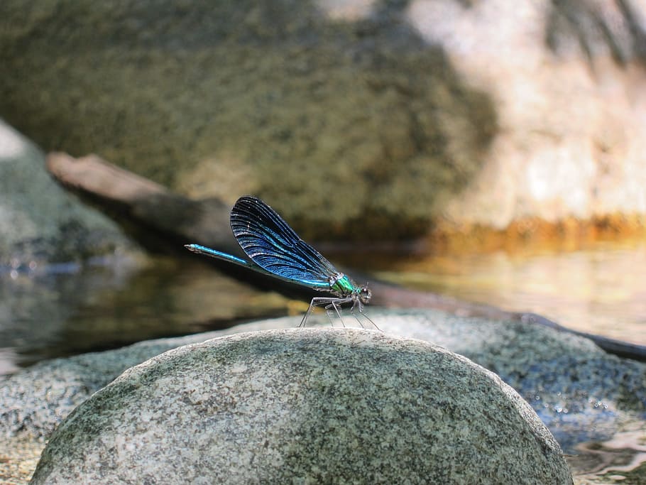 dragonfly, river, insect, bach, blue dragonfly, animal themes HD wallpaper