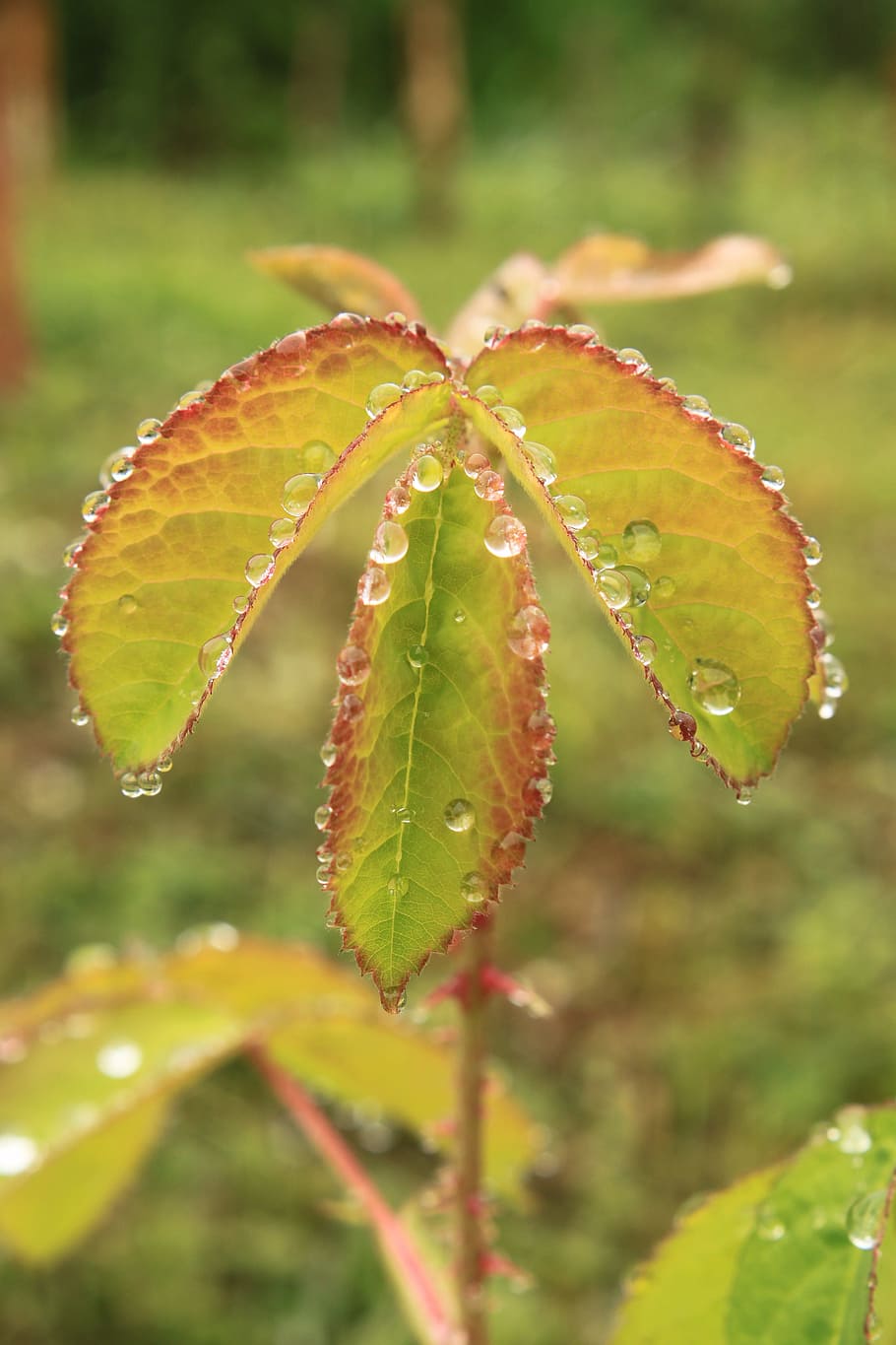 Drops, Green, Leaf, Leaves, Raindrops, rose, transparent, water HD wallpaper