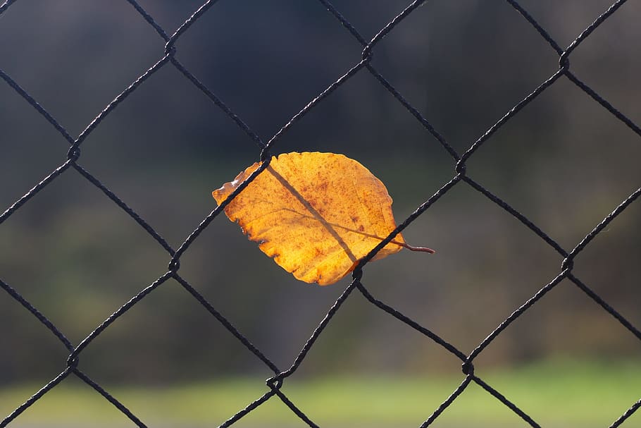 autumn, fall, leaf, fence, wire, safety, chainlink fence, focus on foreground HD wallpaper