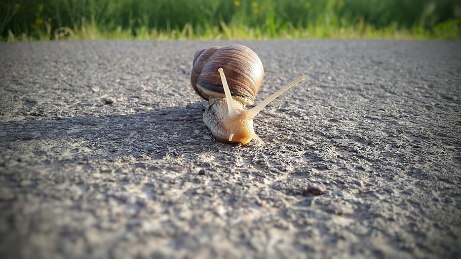 snail, reptile, shell, slowly, crawl, mollusk, mucus, nature HD wallpaper