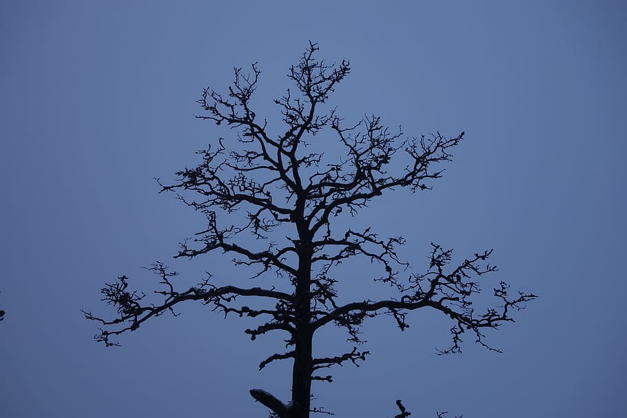 dead tree, trunk, branch, nature, tree trunks, winter forest HD wallpaper
