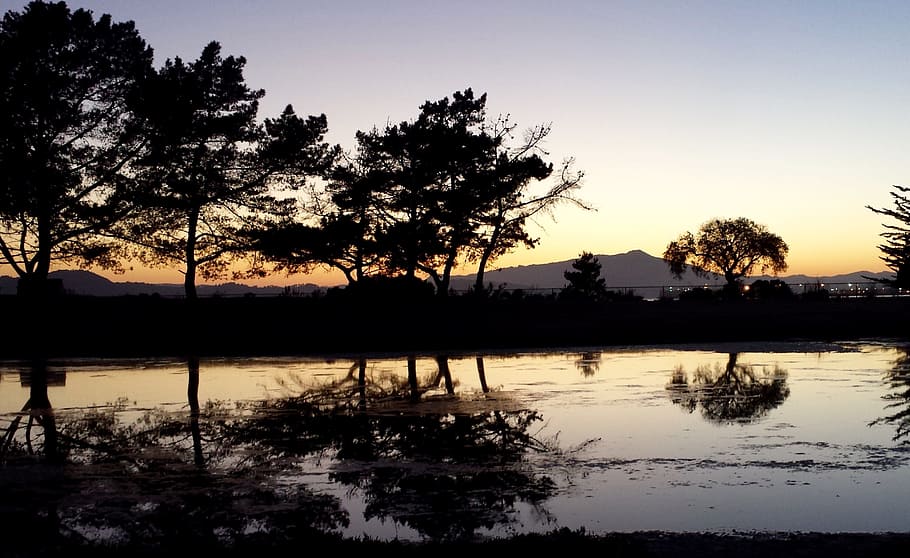 silhouette of tree near the body of water at golden hour, richmond HD wallpaper