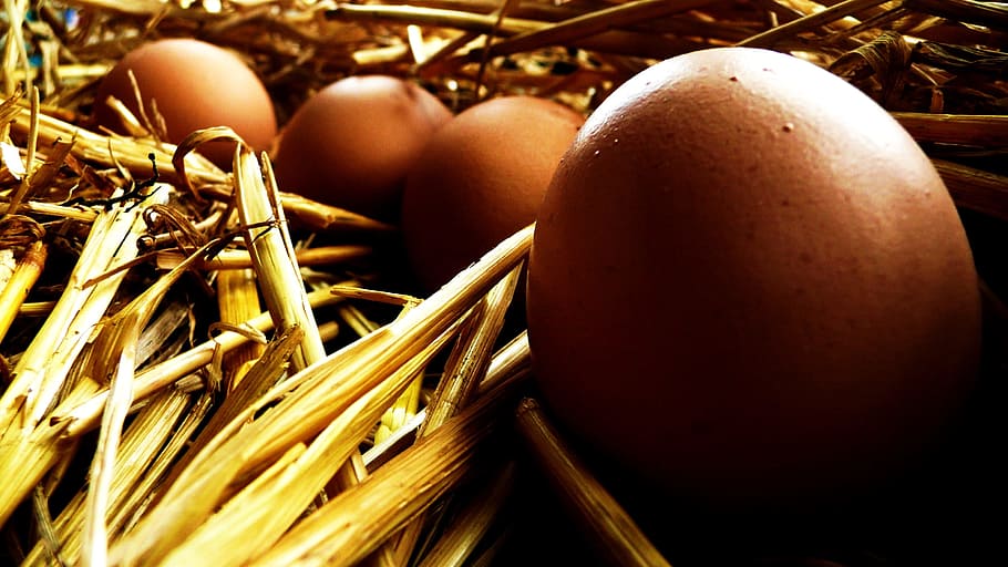 Egg, Straw, Black, White, Background, nature, eggshell, food HD wallpaper