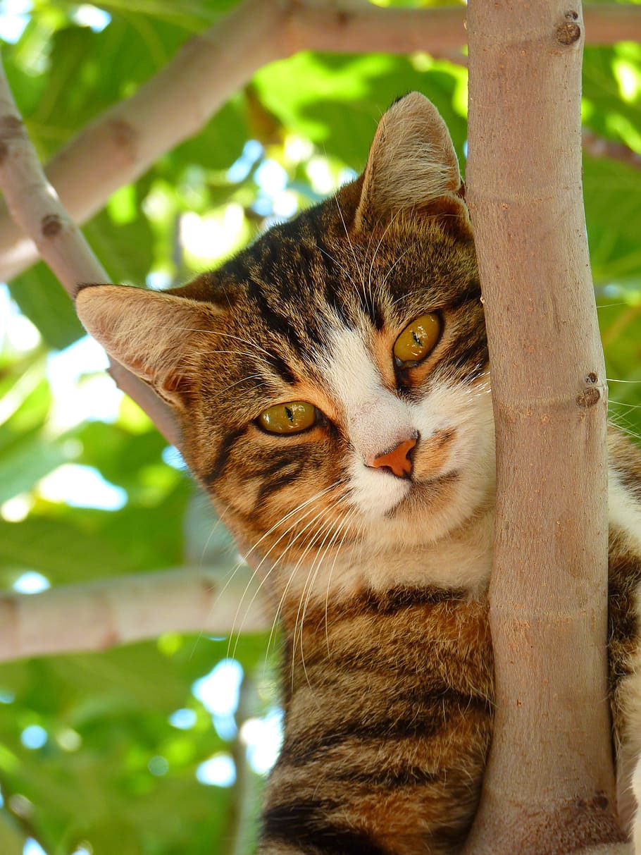 brown tabby cat, sweet, climb, tree, animal, dear, playful HD wallpaper