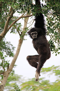 gibbon, long, hanging, elastic, tree wood, ash black, white face HD wallpaper