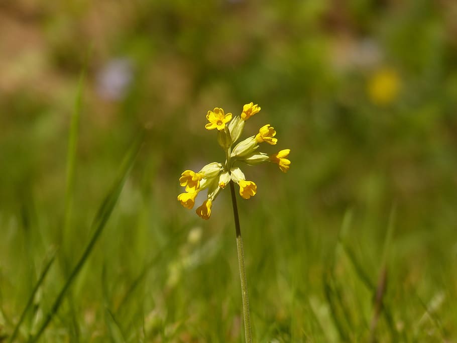cowslip, primrose, blossom, bloom, yellow, flower, veris, primula veris HD wallpaper