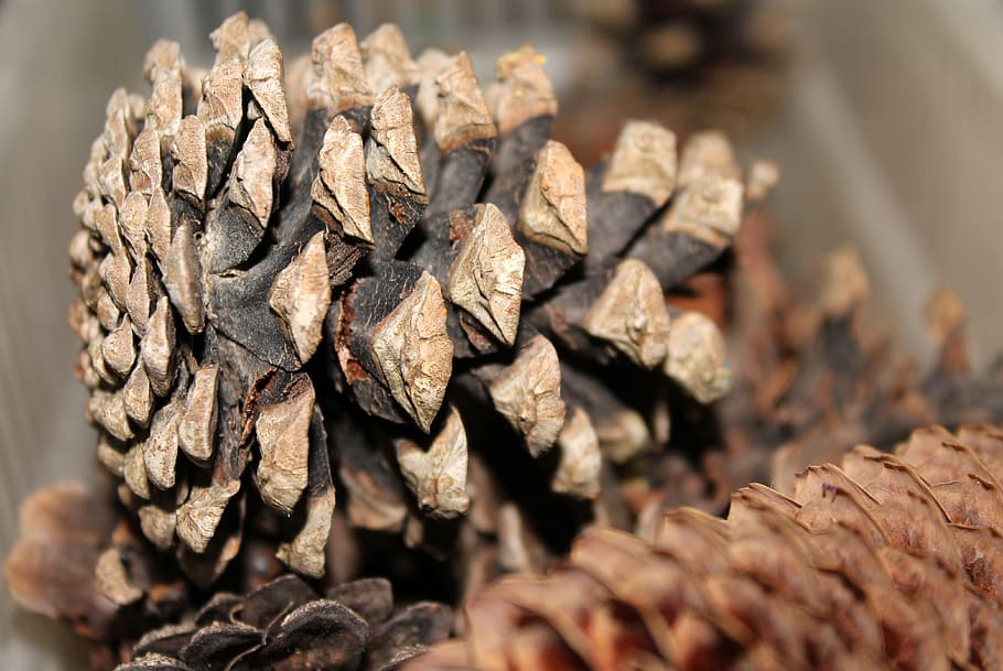 pine cone, nature, conifers, closeup, coniferous trees, christmas tree HD wallpaper
