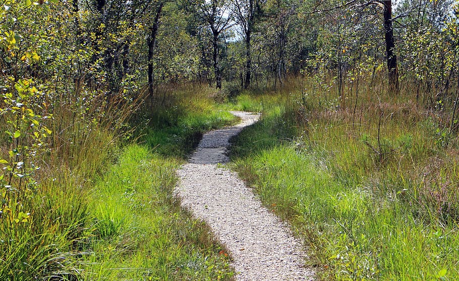 recovery, leisure, away, path, promenade, trail, nature, nature trail HD wallpaper