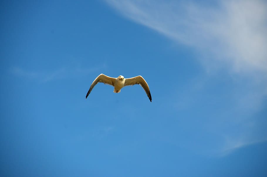 seagull, blue, bird, maritime, sky, animal themes, animals in the wild HD wallpaper