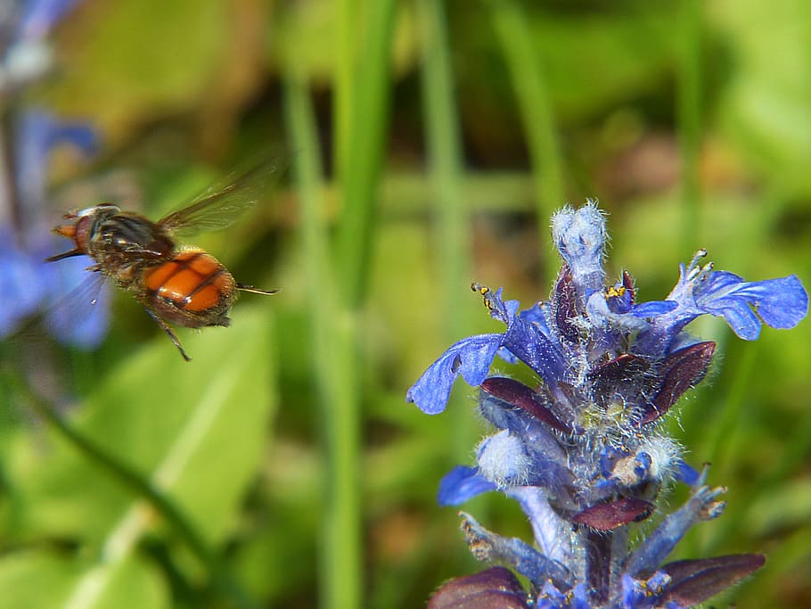 Hoverfly, Insect, Macro, campestris, close, wing, compound HD wallpaper