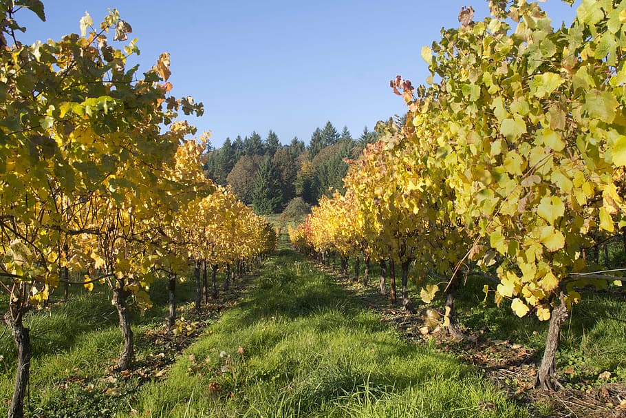 vineyard, wine, oregon, harvest, grapes, agriculture, fruit HD wallpaper