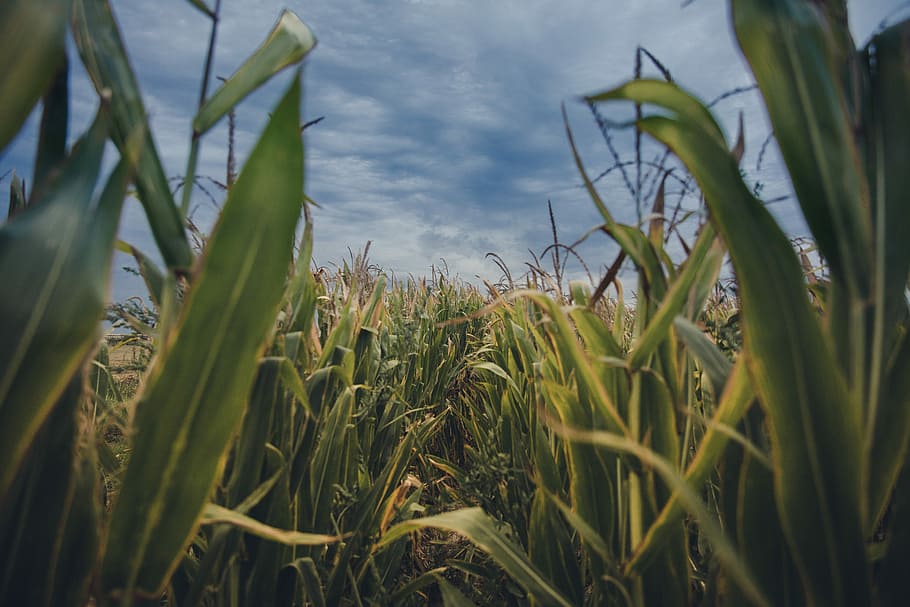 green grass field, corn, crops, clouds, sky, growth, plant HD wallpaper