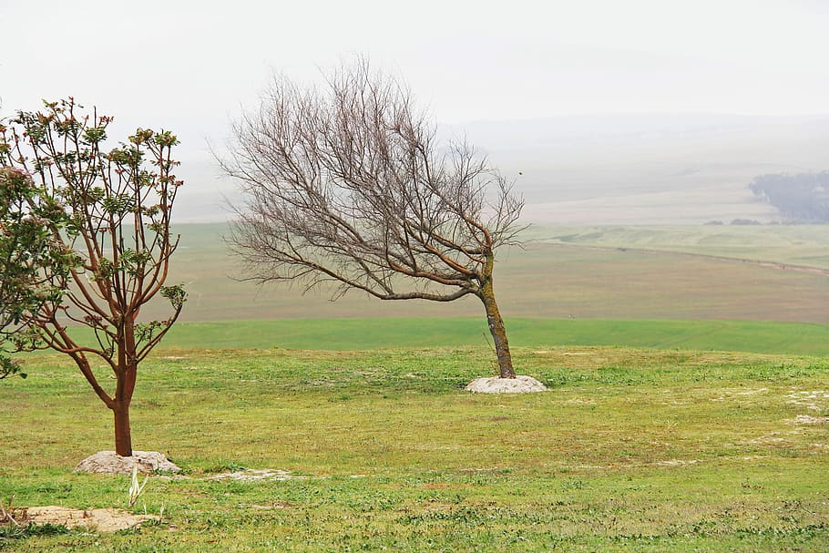 Greenery, Tree, Windy, Beautiful, breathtaking, cape town, south africa, HD wallpaper