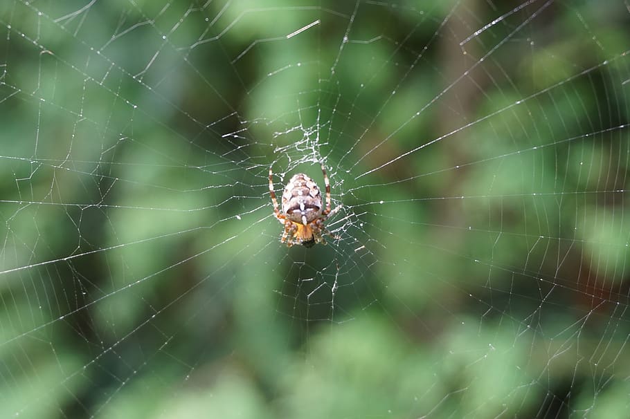 spider, cobweb, nature, insect, spider web, arachnid, animal themes HD wallpaper