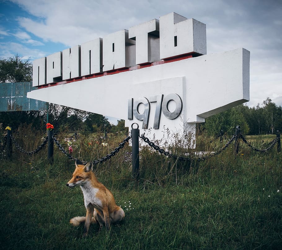 orange fox sitting on grass near signage, town sign, monument