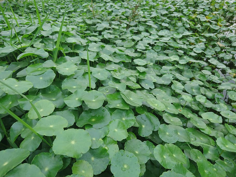 gold money grass, lysimachia, mirror grass, ping grass, green color, HD wallpaper