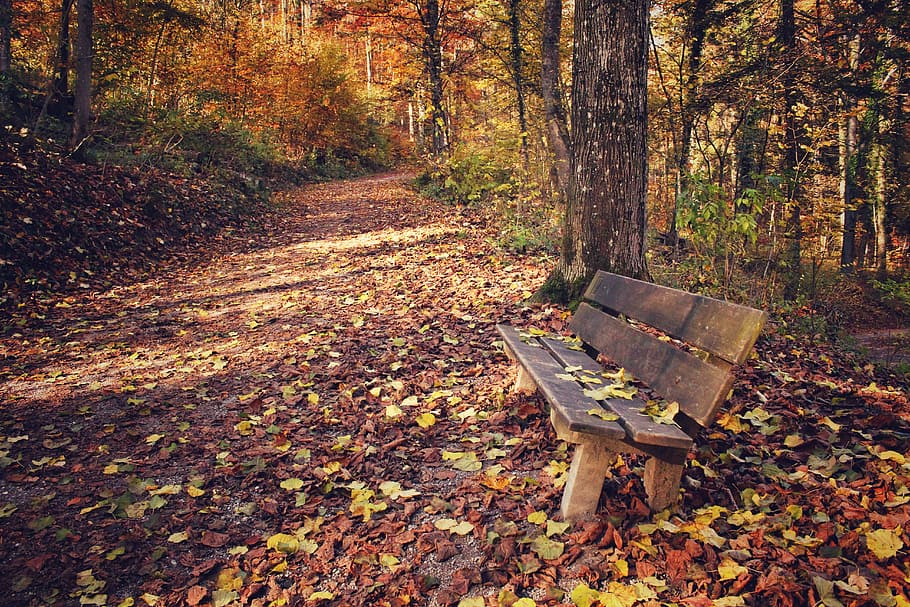 brown wooden bench near green leafed trees, park, park bench HD wallpaper