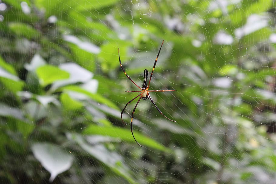 spider, spider web, trap, insect, nature, cobweb, net, spiderweb HD wallpaper
