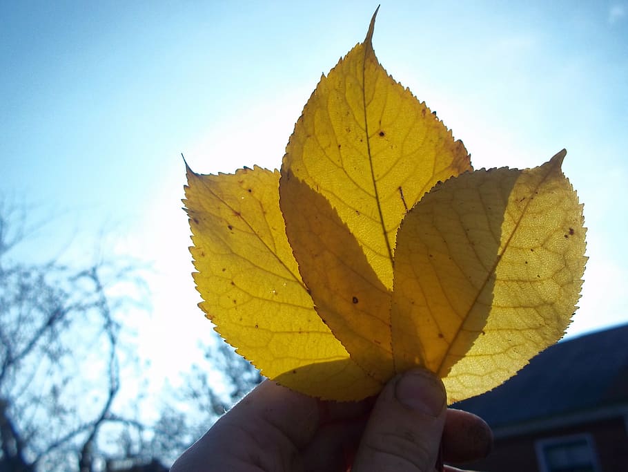 sheet, autumn, oak leaf, yellowed sheet, nature, leaflet, plant part HD wallpaper