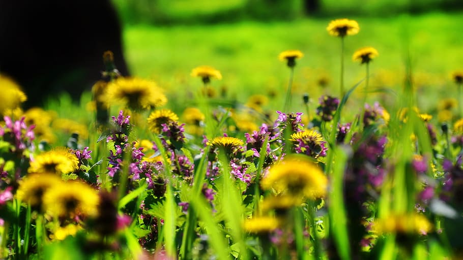 Spring, Flowery, Meadow, Light, flowery meadow, nature, summer HD wallpaper