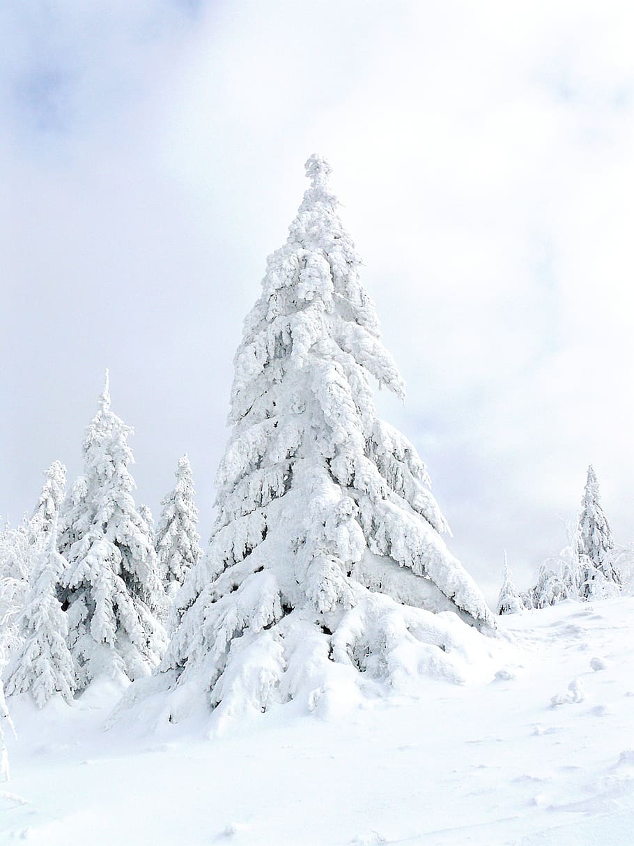 snow covered trees at daytime, leaf, cold, november, winter HD wallpaper