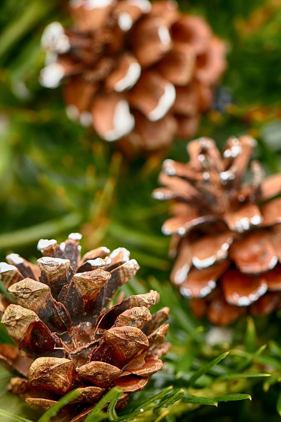 cone, season, pine, pinecone, close-up, focus on foreground HD wallpaper