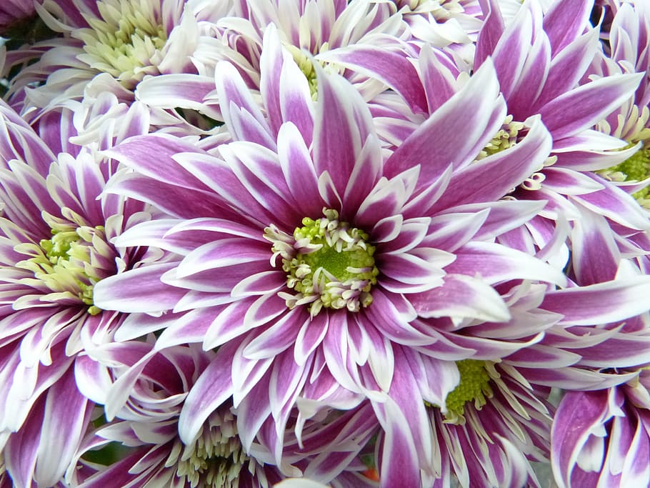 photo of purple-and-white flowers during daytime, blossom, bloom HD wallpaper