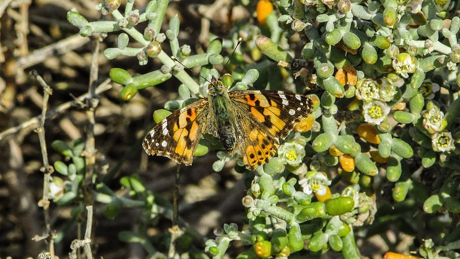 butterfly, disabled, wounded, beautiful, working, injured, insect HD wallpaper
