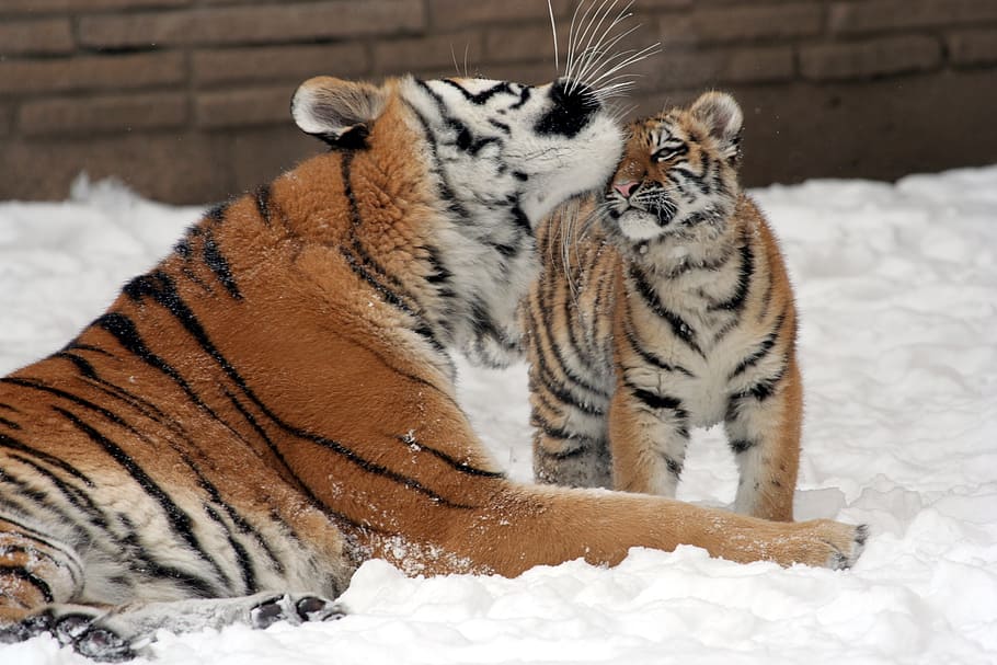 Tiger baby with tiger mother - Cats & Animals Background Wallpapers on  Desktop Nexus (Image 495179)